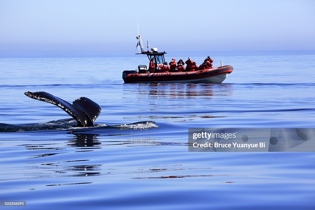 Whale watching excursion