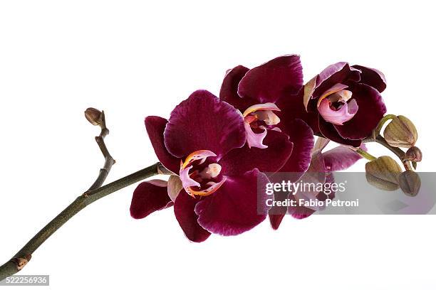 phalaenopsis taida pearl4 - taida stock pictures, royalty-free photos & images