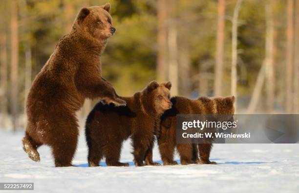 female brown bear with two cubs on a bog covered with snow - raubtier stock-fotos und bilder