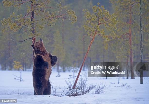 old male brown bear scratching his back at a moor pine tree - male animal fotografías e imágenes de stock