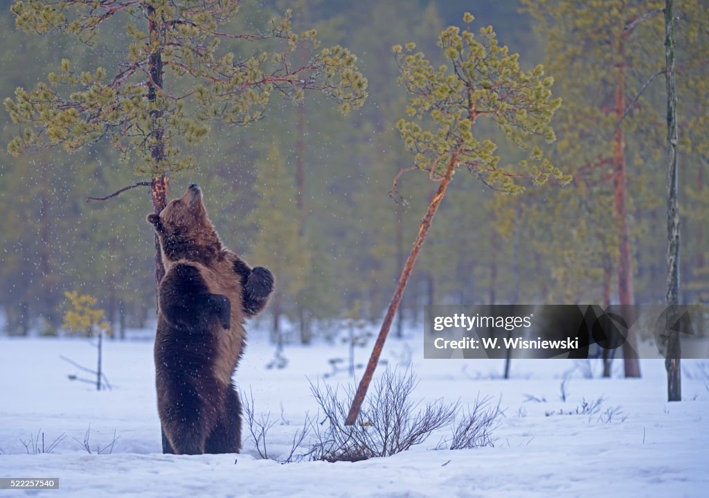 Old male brown bear scratching his back at a moor pine tree