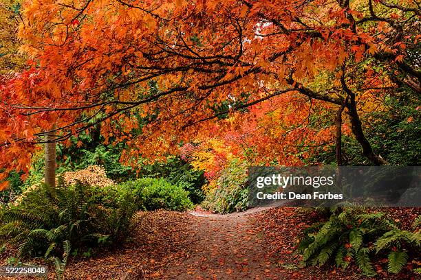 path into the maples - washington park arboretum stock-fotos und bilder