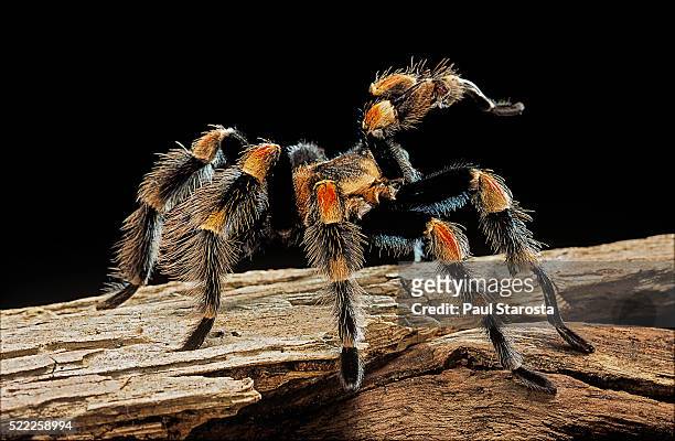 brachypelma smithi (mexican red-knee tarantula) - mexican redknee tarantula stock pictures, royalty-free photos & images