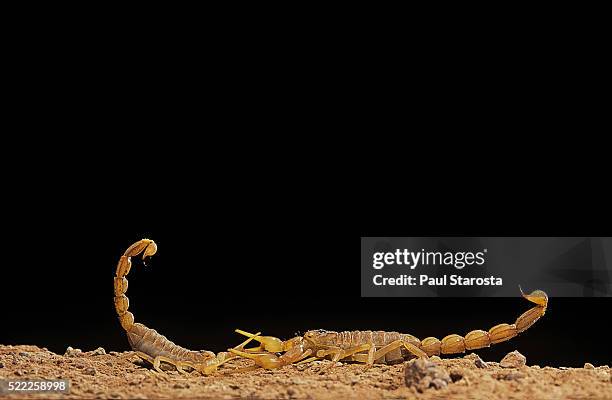 buthus occitanus (common yellow scorpion, common european scorpion) - mating dance - mating dance stock pictures, royalty-free photos & images
