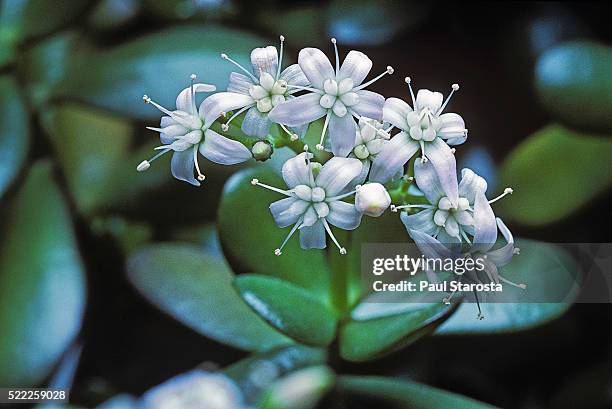 crassula ovata (jade plant, lucky plant, money tree, jade tree, dollar plant) - jade stock pictures, royalty-free photos & images