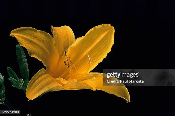 hemerocallis 'révérend traub' (daylily) - taglilie stock-fotos und bilder