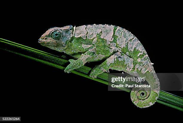 chamaeleo johnstoni (johnston's chameleon) - shedding its skin - mue photos et images de collection