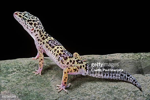 eublepharis macularius (leopard gecko) - gecko leopard stockfoto's en -beelden