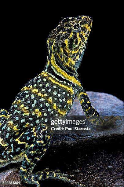 crotaphytus collaris (collared lizard) - crotaphytidae stock pictures, royalty-free photos & images