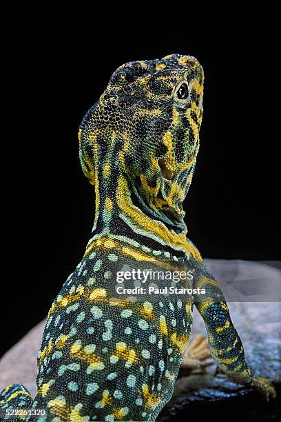 crotaphytus collaris (collared lizard) - lagarto de collar fotografías e imágenes de stock