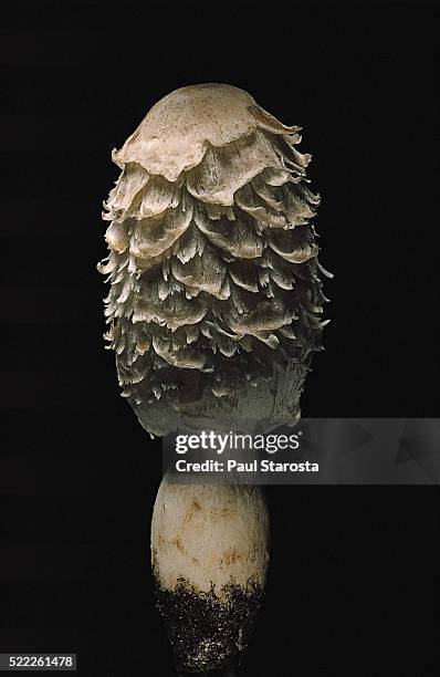 Coprinus Cs 386 Coprinus Mushroom Stock Photos, High-Res Pictures, and Images ...