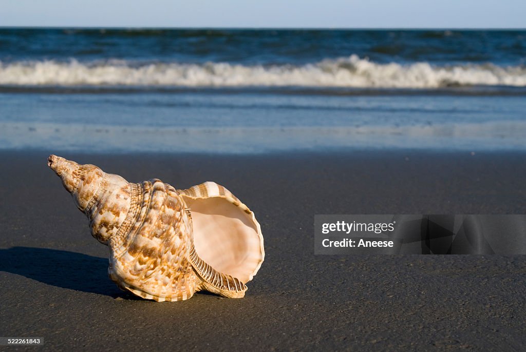 Triton Shell am Strand