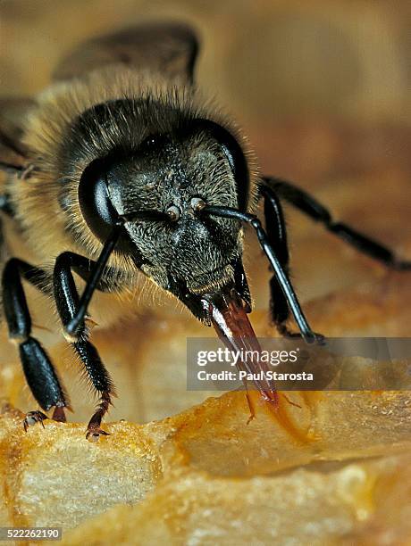 apis mellifera (honey bee) - working with its tongue - bee eyes stock pictures, royalty-free photos & images
