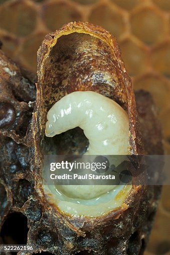 Apis mellifera (honey bee) - queen larva with royal jelly in queen cell (cross section) Apis mellifera (honey bee) - queen larva with royal jelly in queen cell (cross section)