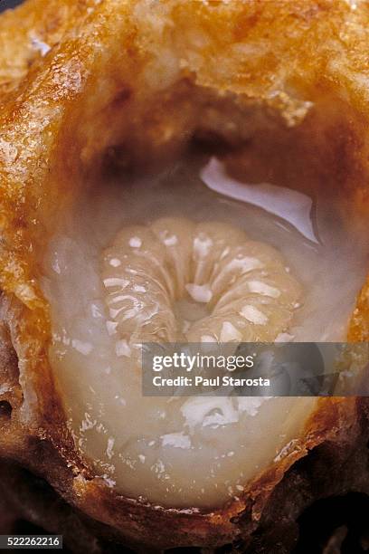 apis mellifera (honey bee) - queen larva floating on royal jelly in a queen cell (cross section) - 幼虫 ストックフォトと画像