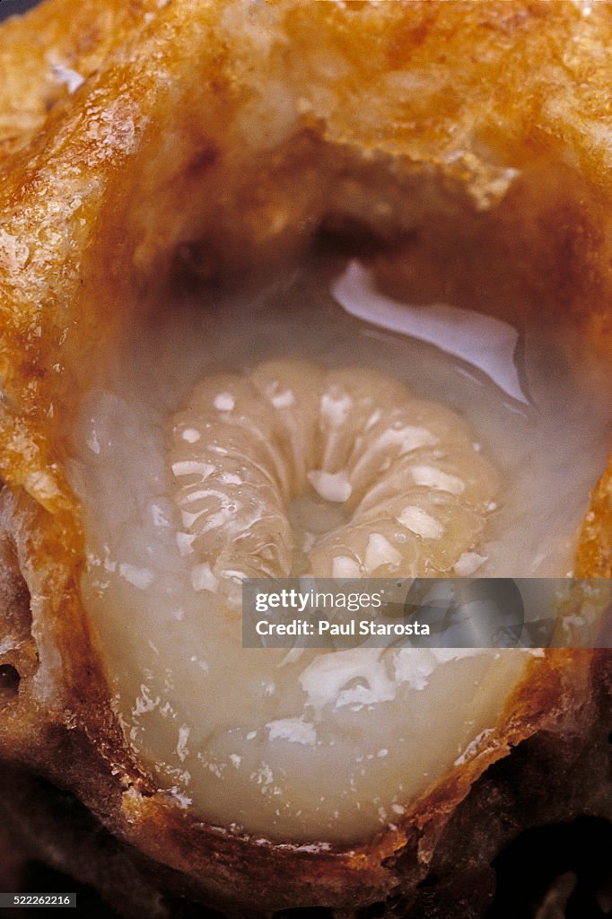 Apis mellifera (honey bee) - queen larva floating on royal jelly in a queen cell (cross section)