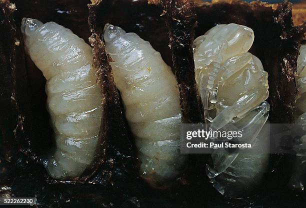 apis mellifera (honey bee) - larvae and pupa in comb cells (cross section) - animal stage stockfoto's en -beelden