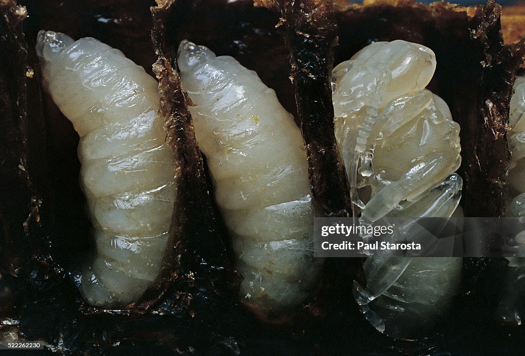 Api Millifera Apis Mellifera High-Res Stock Photo - Getty Images
