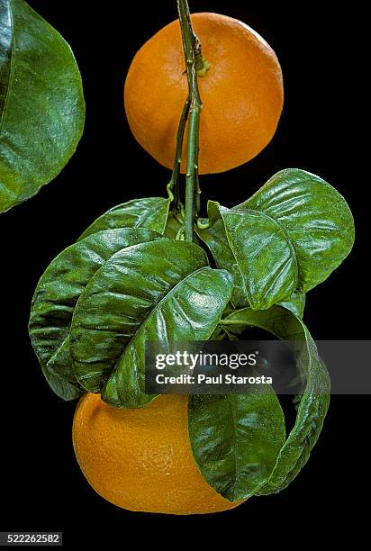 citrus aurantium 'bouquet des fleurs' (bitter orange, seville orange, sour orange, bigarade orange) - seville oranges stock pictures, royalty-free photos & images