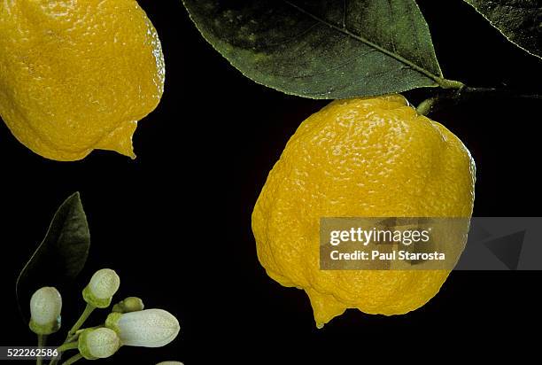 citrus bergamia 'castagnaro' (bergamot orange) - goldmelisse stock-fotos und bilder