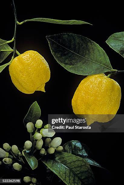 citrus bergamia 'castagnaro' (bergamot orange) - goldmelisse stock-fotos und bilder