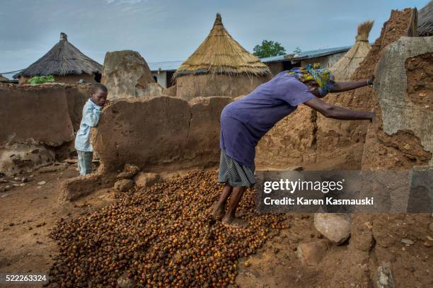 processing shea nuts in ghana - shea nut stockfoto's en -beelden