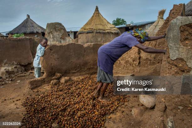 processing shea nuts in ghana - shea nut stock pictures, royalty-free photos & images