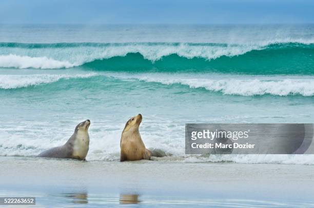 sea lion (neophoca cinerea) on kangaroo island - insel kangaroo island stock-fotos und bilder