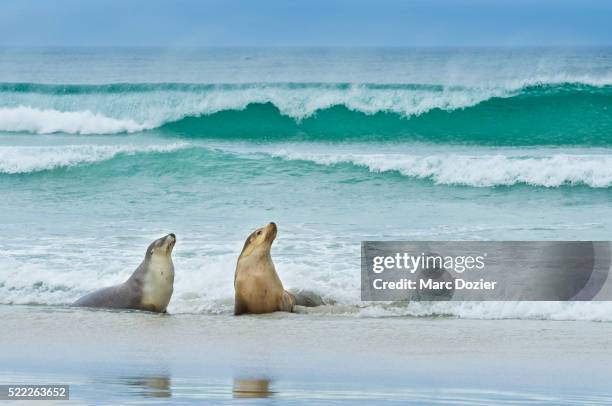 sea lion (neophoca cinerea) on kangaroo island - kangaroo island stock pictures, royalty-free photos & images