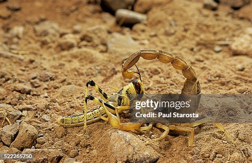 Buthus occitanus (common yellow scorpion, common European scorpion) - catching a locust Buthus occitanus (common yellow scorpion, common European scorpion) - catching a locust