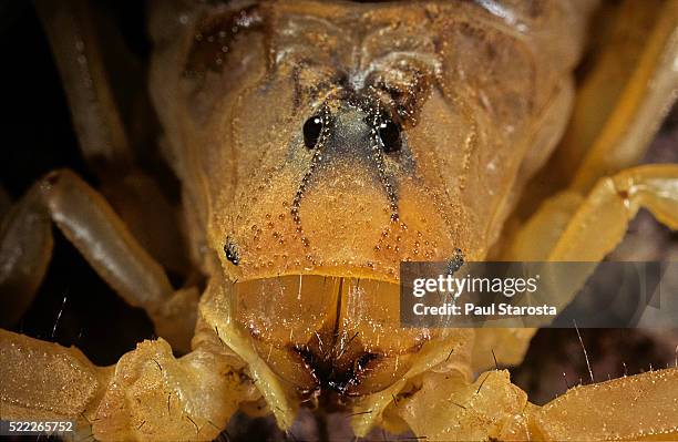 buthus occitanus (common yellow scorpion, common european scorpion) - cephalothorax detail - cephalothorax stock pictures, royalty-free photos & images