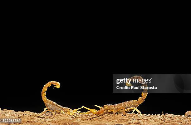 buthus occitanus (common yellow scorpion, common european scorpion) - mating dance - scorpions foto e immagini stock