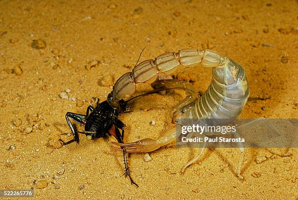 androctonus australis (fat-tailed scorpion, desert scorpion) - catching a cricket - skorpion stock-fotos und bilder