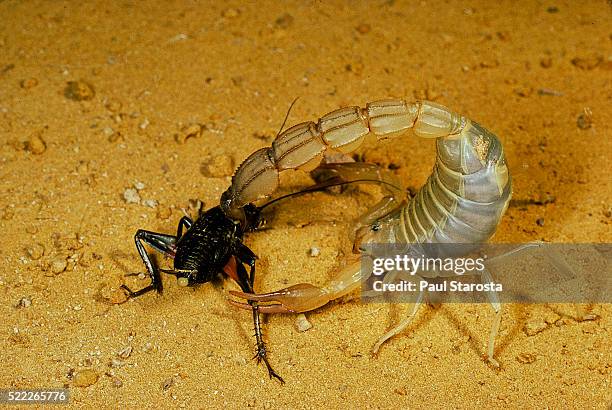 15 Androctonus Australis Stock Photos, High-Res Pictures, and