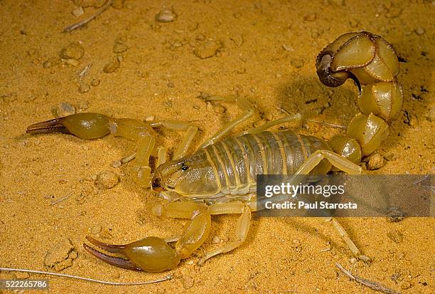 15 Androctonus Australis Stock Photos, High-Res Pictures, and