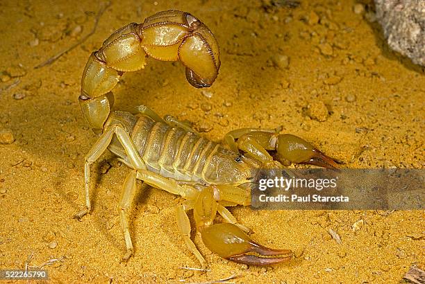 15 Androctonus Australis Stock Photos, High-Res Pictures, and