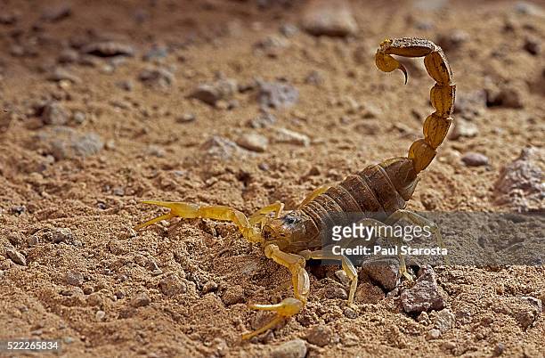 buthus occitanus (common yellow scorpion, common european scorpion) - tail raised - scorpions foto e immagini stock