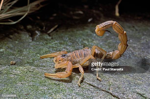 buthus occitanus (common yellow scorpion, common european scorpion) - skorpion stock-fotos und bilder