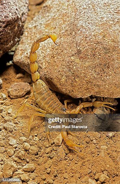 buthus occitanus (common yellow scorpion, common european scorpion) - tail raised - scorpion tail stock pictures, royalty-free photos & images