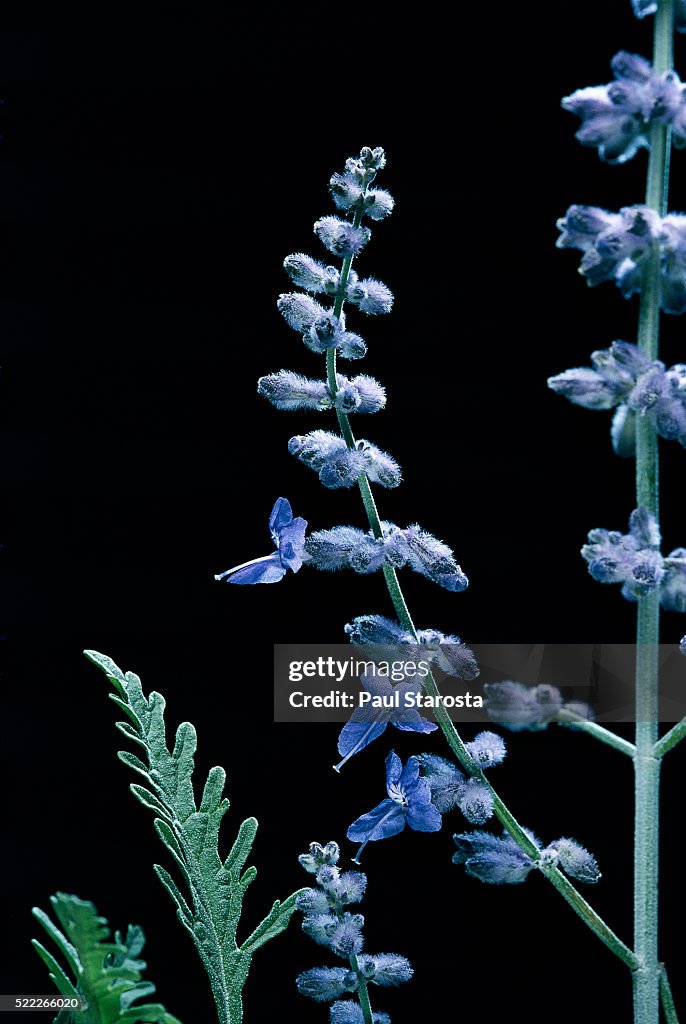 Perovskia atriplicifolia 'Blue Spire' (Russian sage)