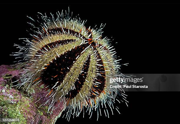 tripneustes gratilla (collector urchin, striped sea urchin, short spine sea urchin) - sea urchin stockfoto's en -beelden