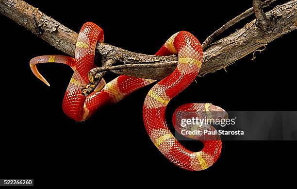 lampropeltis triangulum nelsoni f. albino (milksnake) - scarlet kingsnake stock pictures, royalty-free photos & images