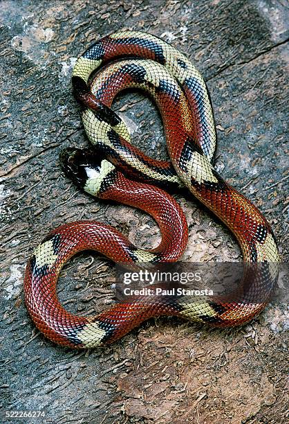 lampropeltis triangulum sinaloae (sinaloan milksnake) - milk snake stockfoto's en -beelden