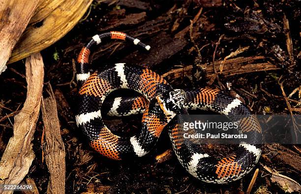 lystrophis semicinctus (hognose snake) - hognose snake fotografías e imágenes de stock