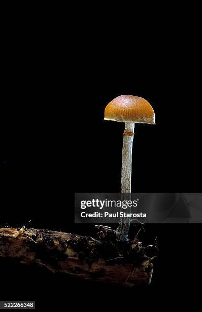 galerina marginata (funeral bell) - bell stock pictures, royalty-free photos & images