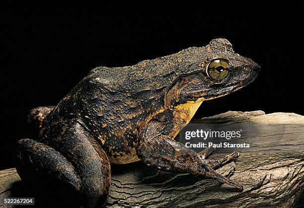 conraua goliath (giant frog) - frosch stock-fotos und bilder