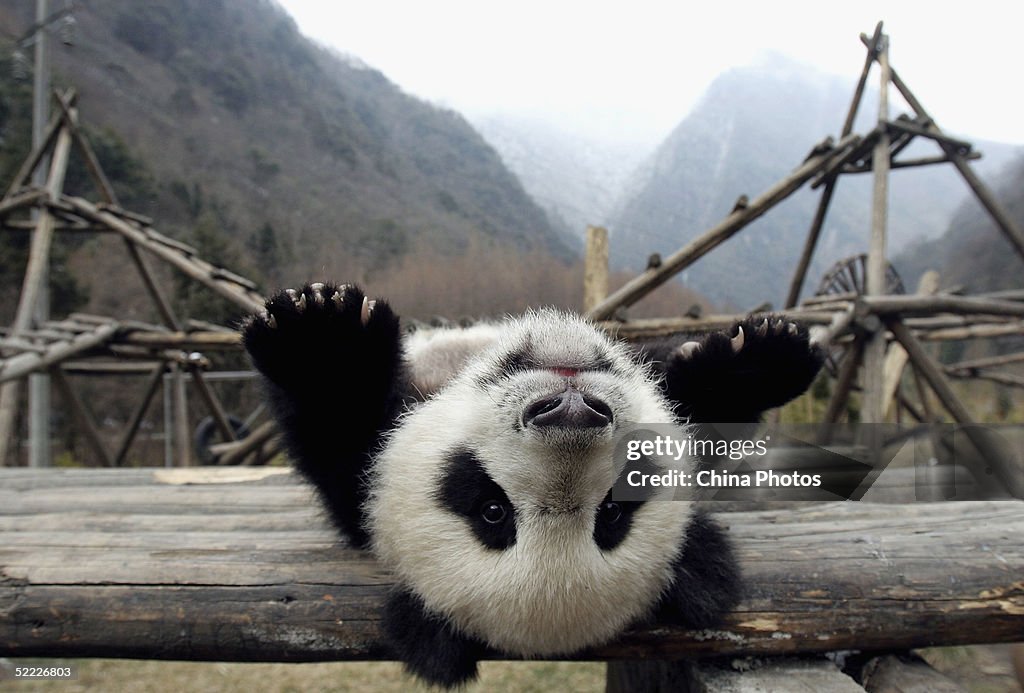 Giant Pandas Play At The Wolong Giant Panda Bear Research Centre