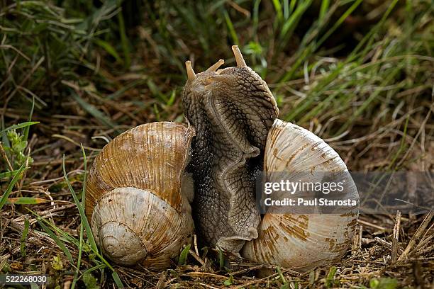 helix pomatia (burgundy snail, roman snail, edible snail, escargot) - pair mating - mating stock pictures, royalty-free photos & images