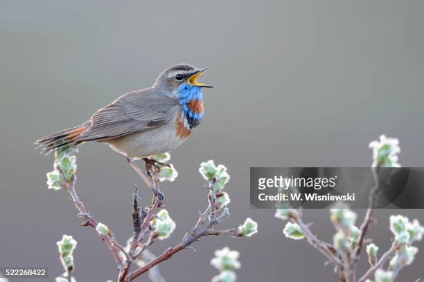 singing bluethroat (luscinia svecica) - thrush stock pictures, royalty-free photos & images
