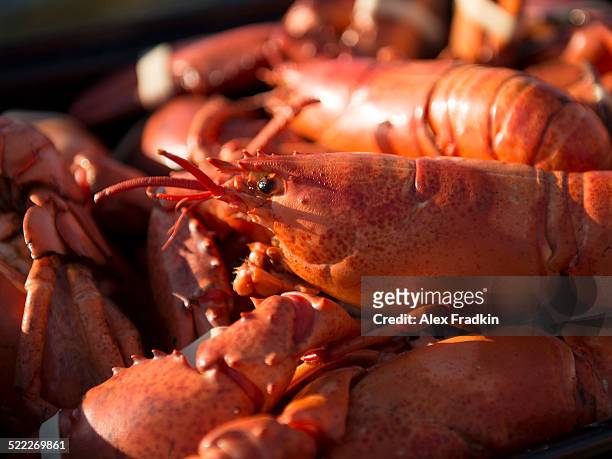 detail of fresh lobster - fogo photos et images de collection